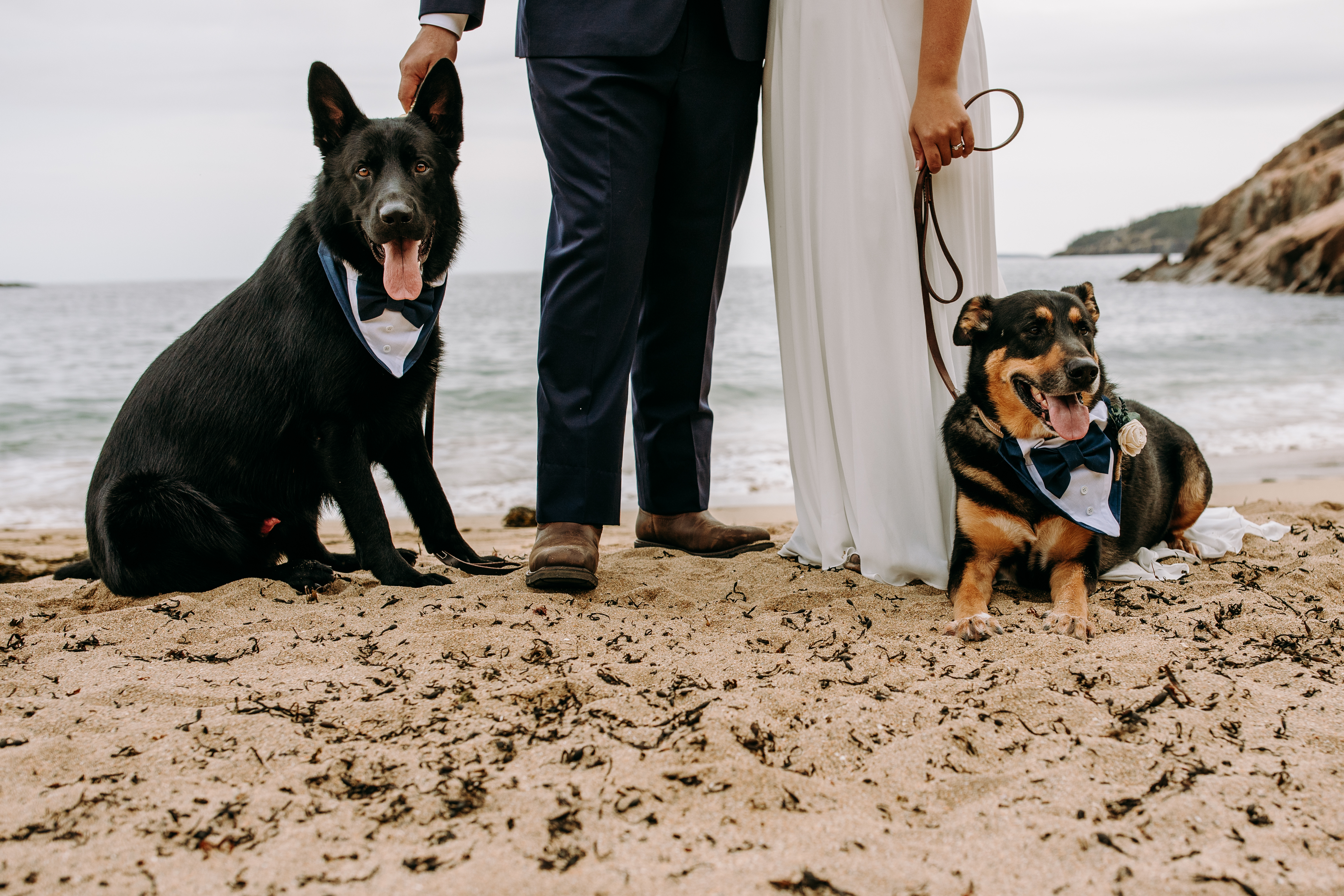 Acadia National Park Elopement with dogs on Sand Beach in Bar Harbor Maine. Bride and groom on the beach with dogs adventurous elopement in Maine