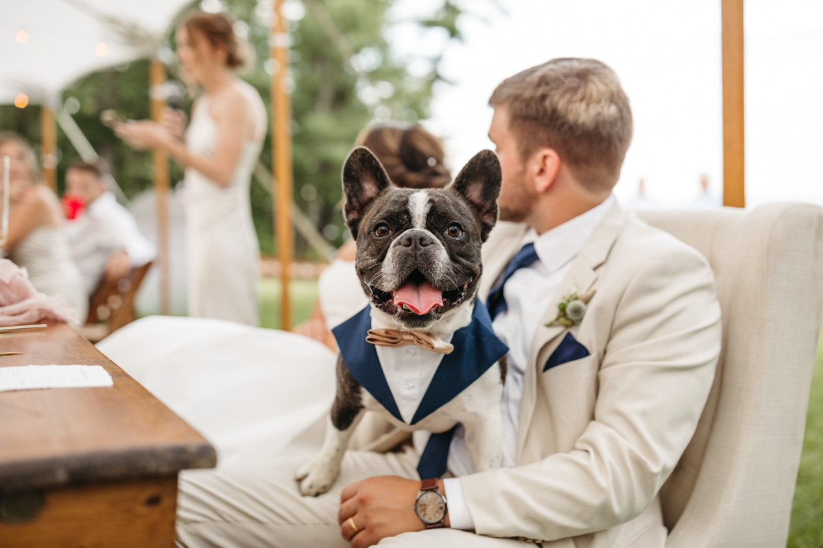 french bulldog at wedding 