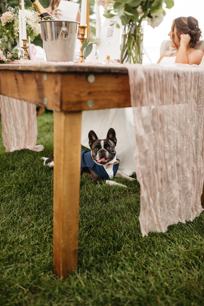dog at wedding